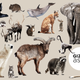 Image for article titled Why Aren't There Mammals in Super Vivid Colors Like There Are Birds and Bugs?